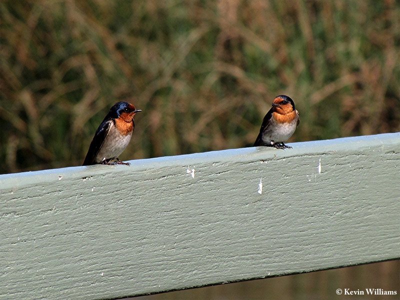 Swallow_Welcome_2011-11-24