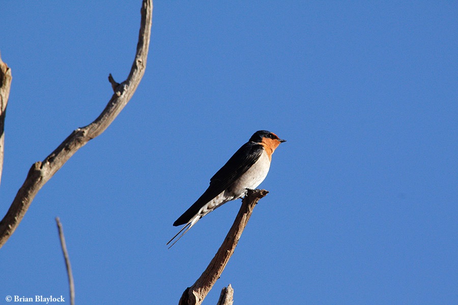 Swallow_Welcome_2013-04-26_1