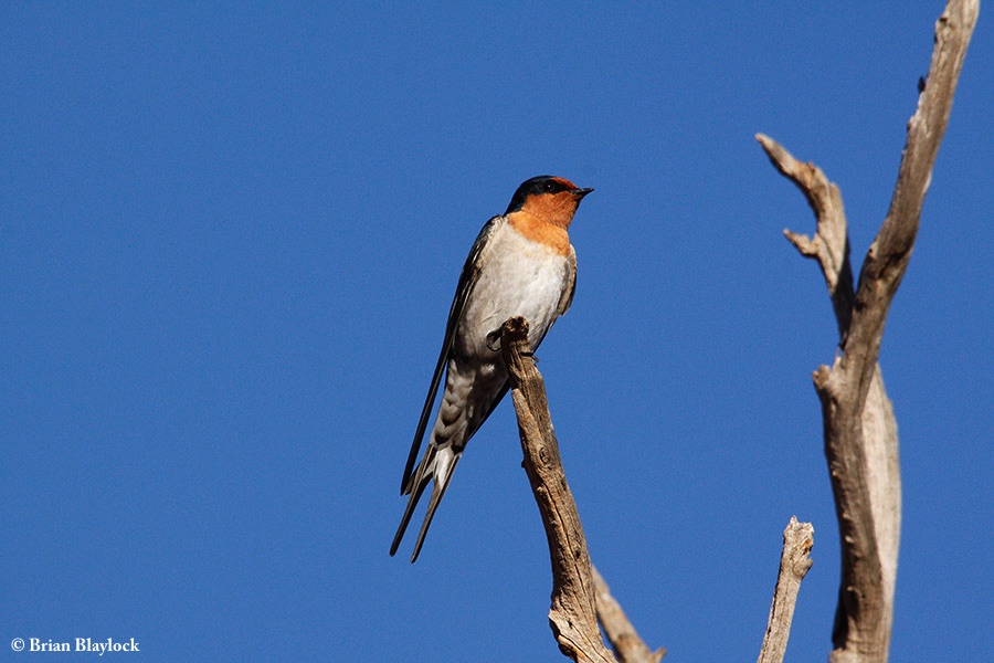 Swallow_Welcome_2013-04-26_2