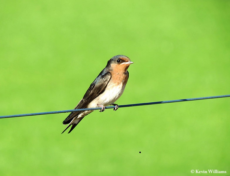 Swallow_Welcome_2014-01-12