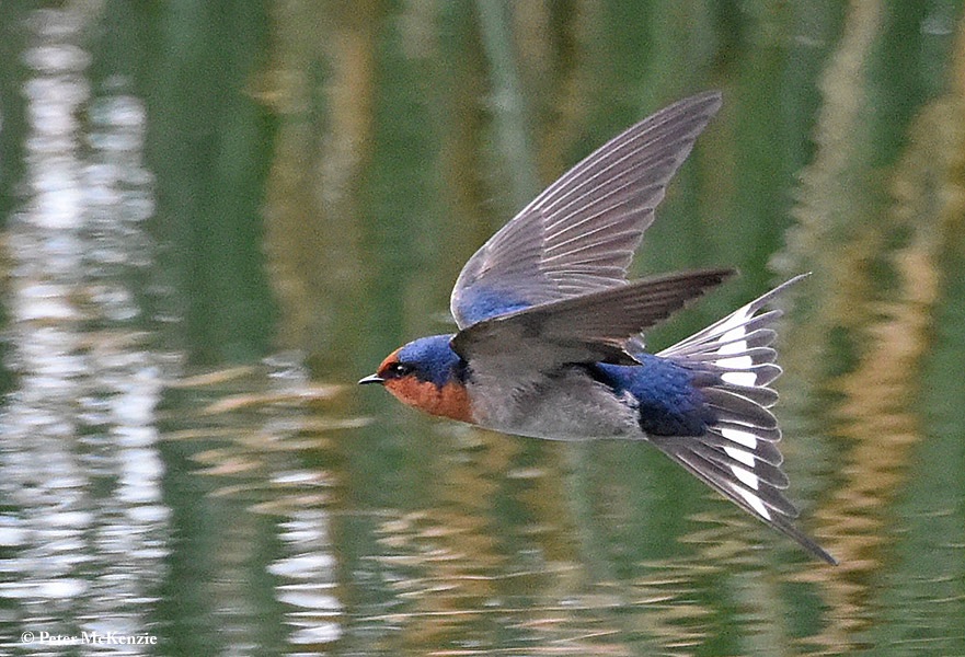 Swallow_Welcome_2019-06-02