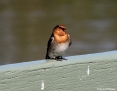 Swallow_Welcome_2011-09-15_1