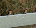 Swallow_Welcome_2011-11-24