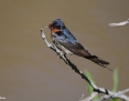 Swallow_Welcome_2015-08-09