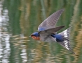 Swallow_Welcome_2019-06-02