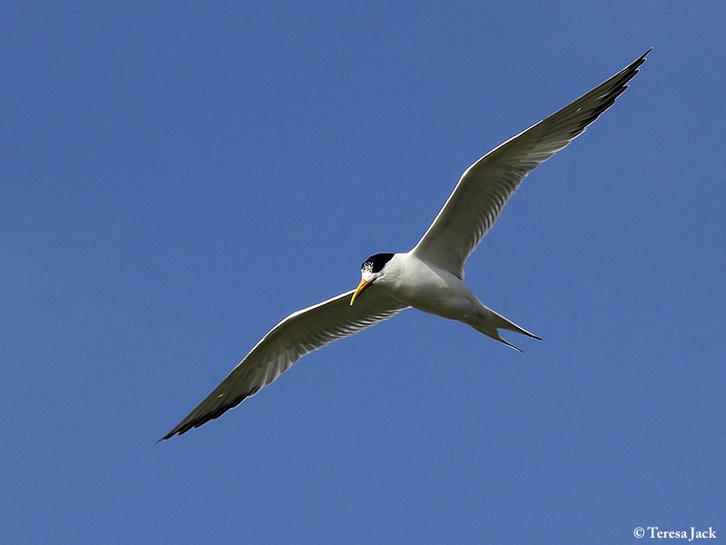 Tern_Greater_Crested_2013-11-02