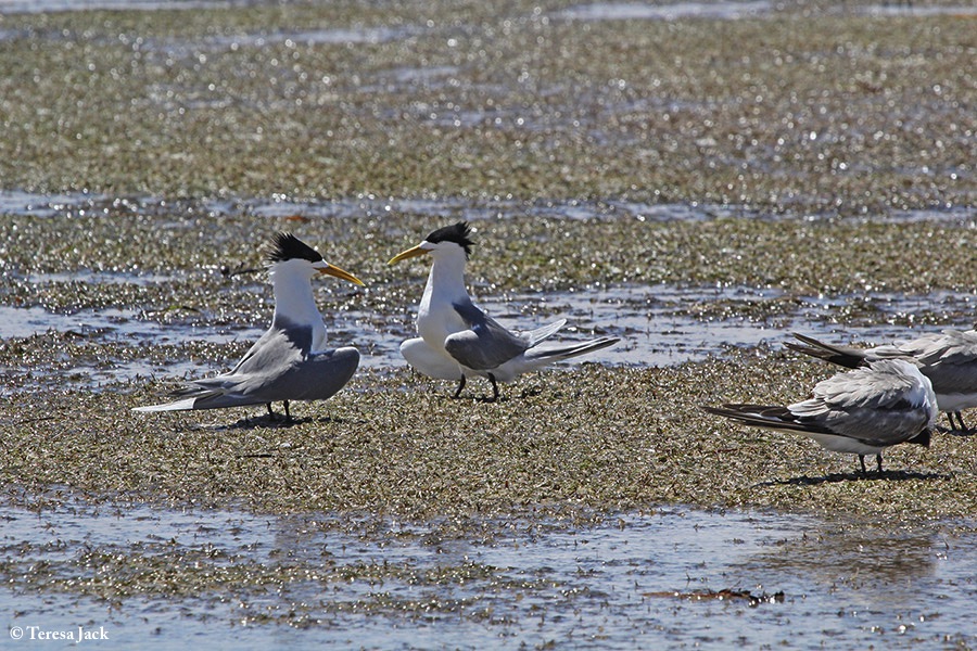 Tern_Greater_Crested_2013-11-10