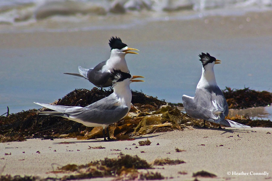 Tern_Greater_Crested_2014-11-22