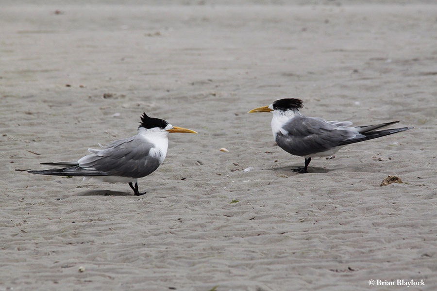 Tern_Greater_Crested_2018-12-18_3