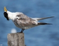 Tern_Greater_Crested_2017-05-10