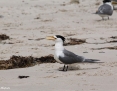 Tern_Greater_Crested_2018-12-18_1
