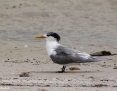 Tern_Greater_Crested_2018-12-18_2