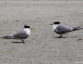 Tern_Greater_Crested_2018-12-18_3