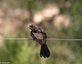 Wagtail_Willie_2011-01-29