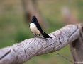 Wagtail_Willie_2011-05-07
