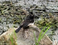 Wagtail_Willie_2011-10-26_1