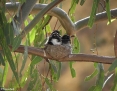 Wagtail_Willie_2012-01-14