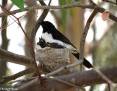 Wagtail_Willie_2012-12-27