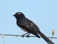 Wagtail_Willie_2013-01-21