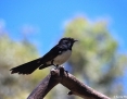 Wagtail_Willie_2013-11-05