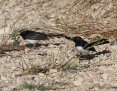 Wagtail_Willie_2013-11-11