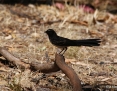Wagtail_Willie_2014-01-19