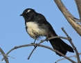 Wagtail_Willie_2014-03-20
