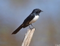 Wagtail_Willie_2015-08-01