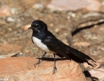 Wagtail_Willie_2018-08-11_1