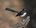 Wagtail_Willie2019-08-04