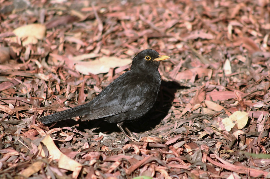 common-florida-keys-birds-you-ll-see-while-on-vacation