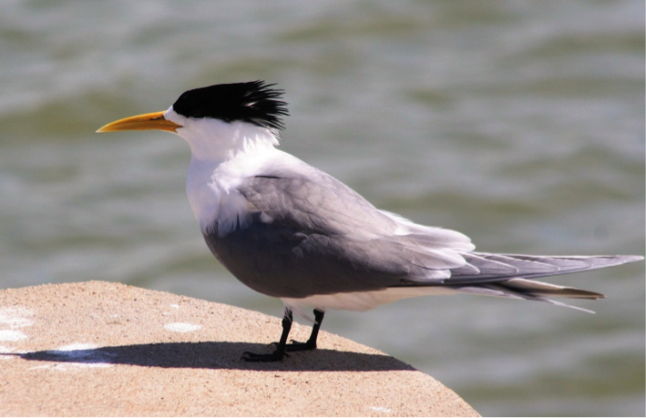 tern atlas