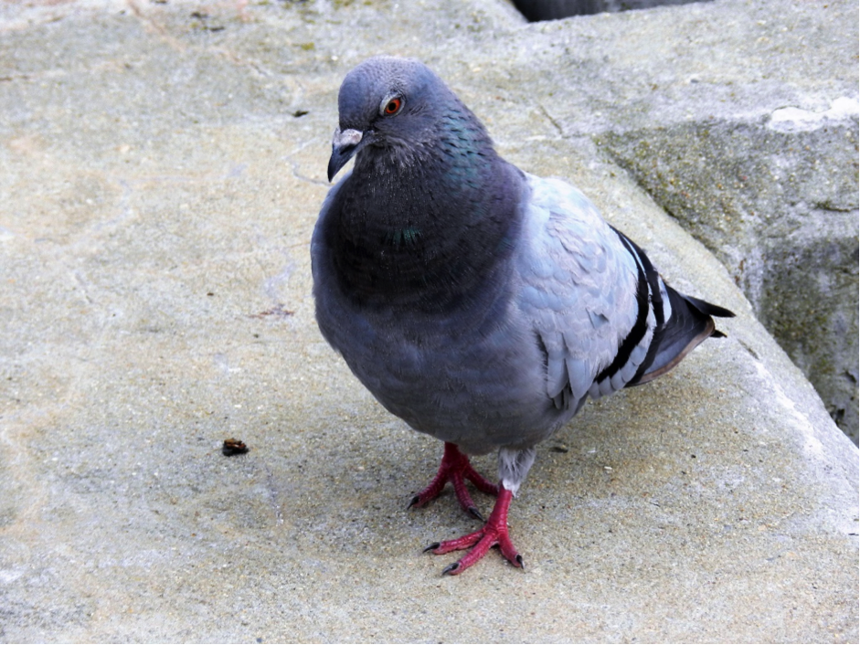 city pigeon