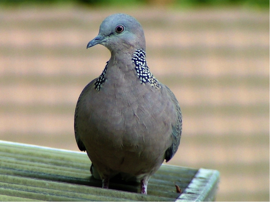 Spotted Dove Birds Sa