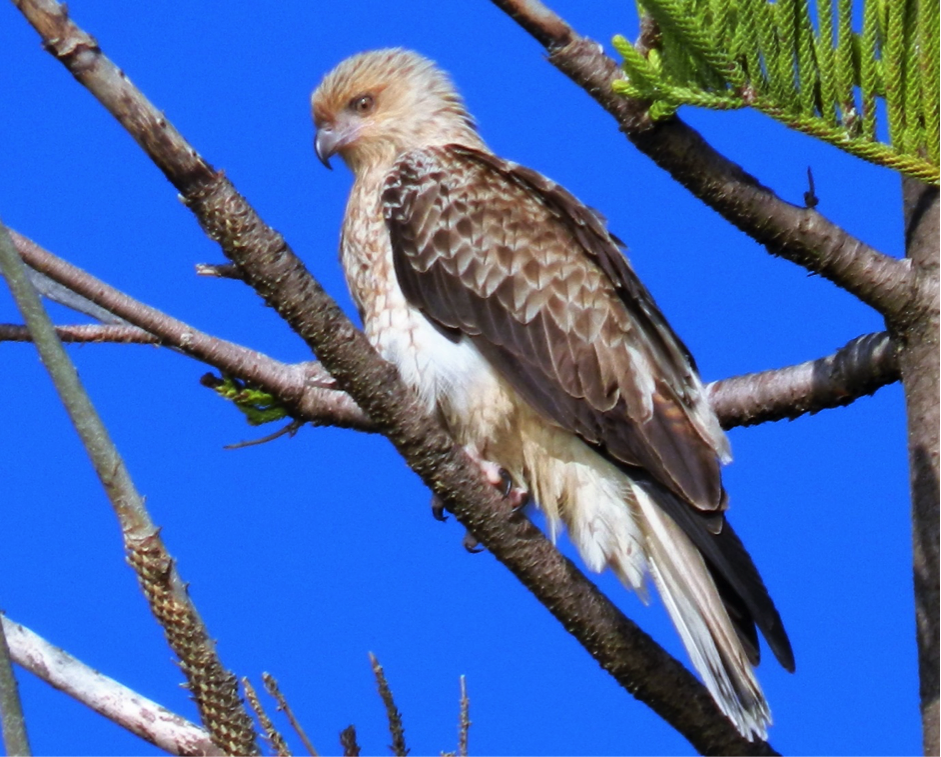 Whistling Kite - Birds SA