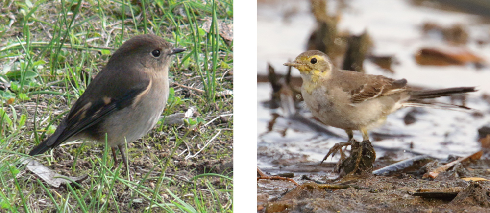Left: Pink Robin, Right: Citrine Wagtail